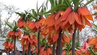 Fritillaria imperialis Rubra red quotcrown imperialquot  FarmerGracycouk [upl. by Nimsaj542]