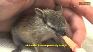 Handraising Baby Numbats at Perth Zoo [upl. by Ecyar876]