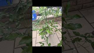 Harvesting kaffir lime leaves without harming the plant harvest plants garden [upl. by Adnahsal]