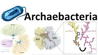 Archaebacteria introduction [upl. by Weitzman]