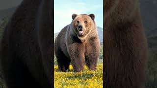 💥Oso Polar Vs Oso Grizzly – cual es más poderoso [upl. by Eiclud986]