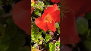 portulaca ki cutting aise lagaye 🏵️🏵️🏵️ gardening 😍😍😍shorts [upl. by Dutch]