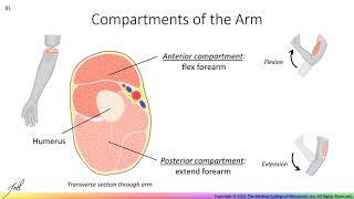 Gross Anatomy of the Arm [upl. by Eceined997]