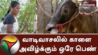 Only lady who grows bull for Jallikattu in Madurai [upl. by Mercado]