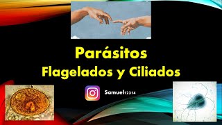 PROTOZOOS 🦠 FLAGELADOS y CILIADOS ✅ PARASITOLOGIA [upl. by Vinna480]