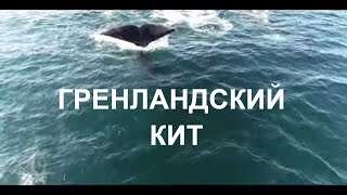 BOWHEAD WHALE ГРЕНЛАНДСКИЙ КИТ [upl. by Saunder512]