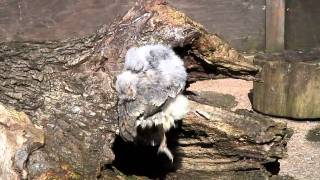 Barney American barn owl [upl. by Iand911]