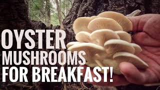 Oyster Mushrooms for Breakfast [upl. by Gregoire]