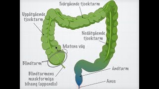 Tjocktarmens och ändtarmens funktioner [upl. by Glass347]