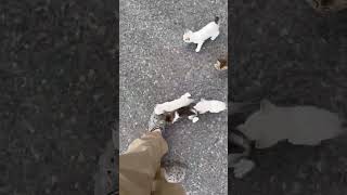 Man Gets Ambushed by Adorable Kittens [upl. by Merill413]