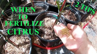 2 Simple Tips  When To Fertilize Your Citrus Trees [upl. by Thais]