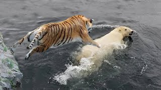 Polar Bear VS Siberian Tiger [upl. by Ahsilef]