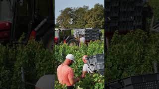 Malarticlagravière Vendanges Blancs 2023 [upl. by Randolph997]