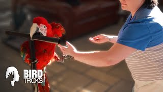 Baby Green Wing Macaw Wants to Fly SOOOO BAD and Cant [upl. by Behnken940]