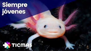 ¿Qué es un Axolotl o Ajolote Explicación en 1 MINUTO [upl. by Nevur957]