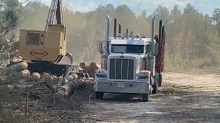 Georgia Timber Harvest With Copper Beech Farm [upl. by Marelda]