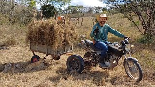 fui buscar feno pros cavalos com o triciclo agrícola caseiro  roçadeira stihl [upl. by Oslec587]