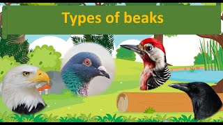 Types of beak [upl. by Kosiur]