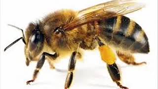 APRENDAMOS  COMO IDENTIFICAR A LAS ABEJAS AFRICANAS SIGA ESTE VIDEO [upl. by Ydnerb133]