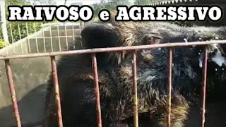 JAVALI puro 237Kg QUE ATACAVA Animais Capturado na Gaiola [upl. by Borszcz556]