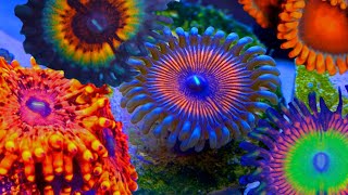 Adding EXPENSIVE Zoanthids to my Nano Reef [upl. by Eerdua]