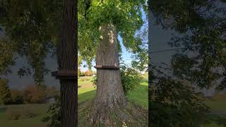 HOUDINI ON THE WOODPILE amp LITTLE GIRLS IN BOOMERS SQUIRREL FEEDER AGAIN chipmunk nature crazy [upl. by Guidotti]