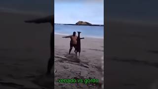 Venado vs gordo 😂 [upl. by Ahselrac]