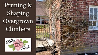 🌹 Pruning amp Shaping Climbing Roses  How to Train Overgrown amp Tangled Climbers [upl. by Tfat]