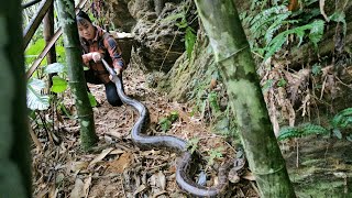 Entering the forest to dig bamboo shoots and meet a giant python  Chúc Thị Hồng [upl. by Parrisch]