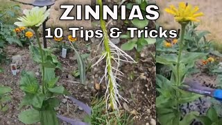 How to Care for Zinnias  More Zinnia Blooms  Propagate Zinnias [upl. by Samot536]