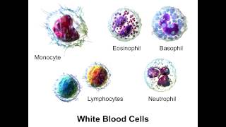 Neutrophils  PolyMorphoNuclear Neutrophils [upl. by Valda777]