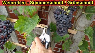 Weinreben schneiden amp ausputzen im Sommer Weinrebe Sommerschnitt  Grünschnitt Anleitung [upl. by Aitel139]