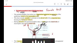 Development of genital duct external genitalia [upl. by Niroc]