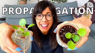 PILEA PEPEROMIOIDES PROPAGATION [upl. by Clausen]