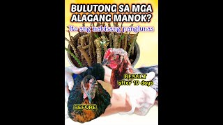 Bulutong ng manok paraan ng pagtanggal [upl. by Scibert]