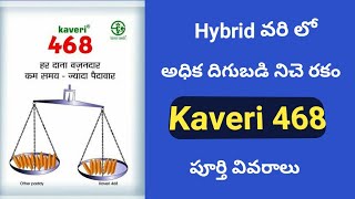 Kaveri 468 paddy  Hybrid వరి లో అధిక దిగుబడి నిచే రకం కావేరి 468  Hybrid Paddy 468 full details [upl. by Llenyaj]