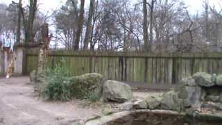 Duisburg Zoo voedering Afrikaanse wilde honden [upl. by Gniliem]