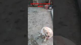 mashallah labrador anna ne kia kardia😮shortvideo doglover viralvideo dog labrador [upl. by Ochs556]