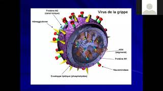 Dr Otmane Microbiologie Orthomyxoviridae [upl. by Garry]