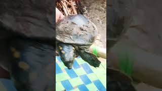 turtle 🐢🐢🐢 my turtle is damageshorts short subscribe [upl. by Eesak]