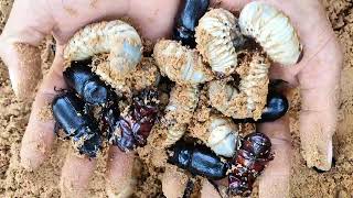 catch rhino beetle amp coconut worms the biggest bro of the insects insects animals natureinsects [upl. by Fanni977]