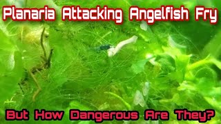 PROOF Planaria Will Kill Newly Hatched Angelfish Fry How Dangerous Are Planaria to Shrimp amp Fry [upl. by Annoek826]