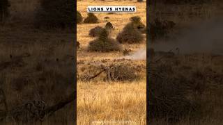 The war between Lions vs Hyenas wildlife nature animals [upl. by Byrn338]