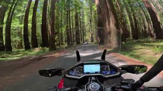 2023 Goldwing Adventures Riding the Redwoods [upl. by Kcirrej]