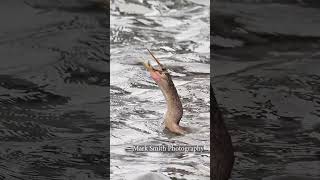 Snakebird throws fish in the air and almost drops it before swallowing it alive bird wildlife [upl. by Curhan]