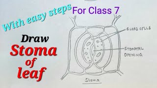 Stoma drawing easy for class 7 how to draw stoma for science stomata drawing easy steps for class7 [upl. by Tybalt]