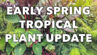 Musa Basjoo Gunnera Manicata Ensete amp Tetrapanax Early Spring Update amp Care Tips [upl. by Travers]