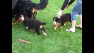 Jackie the Bernese Mountain Dog puppy arrives in Napa [upl. by Riobard483]