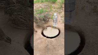 Create Bird Trap Using Bottle amp Deep Hole youtubeshorts [upl. by Kaspar76]