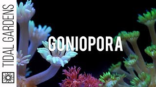 Goniopora Flowerpot Coral Impossible [upl. by Halyhs329]